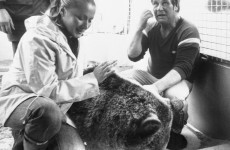 It has been 35 years since this half-tonne bear was accidentally let loose in Scotland