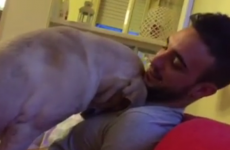 This extremely guilty dog really, REALLY wants his human's forgiveness