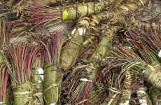 An amphetamine-like drug beloved of Somali pirates has been seized in Clare