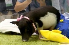 Chinese scientists want to sell these teensy genetically-engineered pigs as pets