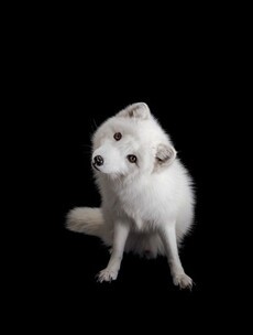 Stunning portraits taken of the world's endangered animals - before they disappear