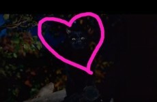 Admit it -- you had a crush on the cat from Hocus Pocus when you were a kid