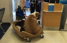 This very fat dog flew first class on a plane, and everyone is confused