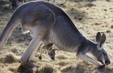 Cars in Australia will soon be able to detect oncoming kangaroos