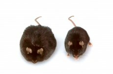 Obesity or stem cell research could win Nobel Prize