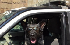 NFL linebacker under investigation... for barking at a police dog