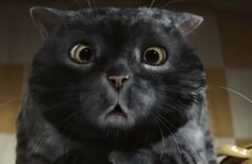 This calamity-prone cat has been a hit with viewers in the battle of the Christmas ads