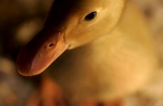 Urban farmers blamed for salmonella outbreak
