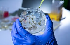 'Invincible' bacteria will make common diseases untreatable
