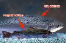 Fancy a 'Frankenfish'? Introducing the first genetically modified animal you can eat...