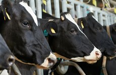 This factory plans to clone animals on an industrial scale