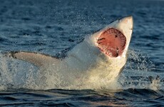 Australia has a high-tech new weapon in the battle to keep people safe from sharks