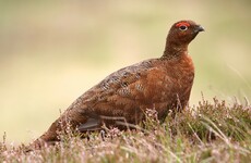 Wealthy hunters are giving thousands of killed birds to food banks in Britain