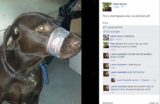 Woman charged after duct-taping a dog's mouth shut and posting picture to Facebook