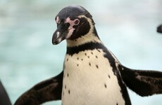 Is this German zoo facing an animal serial killer?