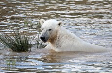 Polar bear shot with rubber bullets to stop it attacking man who jumped into enclosure