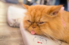 A city in America can't figure out why it smells like cat pee