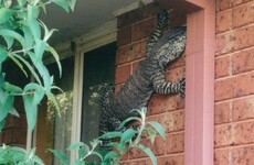 A man found this 5ft lizard casually hanging out on the side of his house