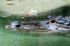 Suspected burglar killed by alligator 'while hiding from police'