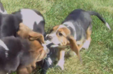 Watch: The world's first IVF puppies are pretty goddamn cute