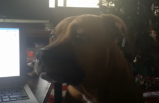 The internet has fallen in love with this puppy that doesn't know how to howl