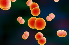 Super-gonorrhoea is a thing in England and it could become untreatable