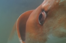 Giant squid are rarely seen... but this diver managed to get up close and personal