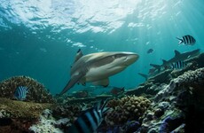 11-year-old boy wading in knee-deep water mauled by shark