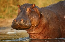 Headless hippo found at Mexico ranch