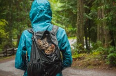 This woman found two kittens while out hiking and now takes them everywhere on her travels