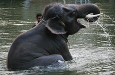 Woman killed and baby injured after being trampled by wild elephant