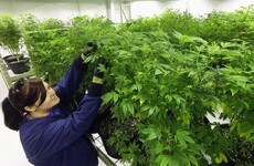 Italy chills out over growers of medical cannabis