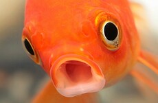 There could be more plastic than fish in the oceans by 2050