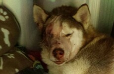 Husky found in garden with mysterious injuries loses eye