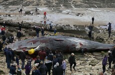 Four huge sperm whales have washed up dead on an English beach