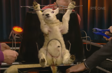 Almost 90 complaints made about Late Late Show 'Lamb Carousel'