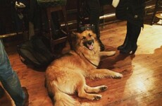 Dublin pub MVP has been forced to stop letting dogs in