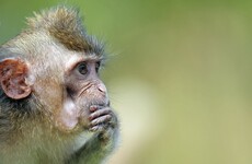 Scientists have created monkeys who have autism