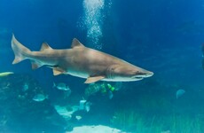 A shark swallowed another shark in an aquarium