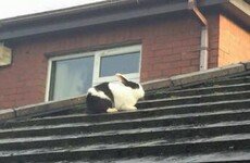 This poor rabbit was 'catapulted' onto a roof by Storm Gertrude