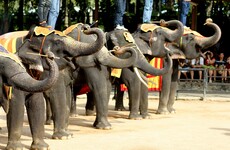 British tourist trampled to death by elephant in Thailand