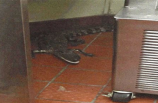 Man accused of throwing alligator through drive-through window in "stupid prank"