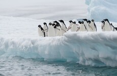 An iceberg twice the size of Limerick city has killed 150,000 penguins