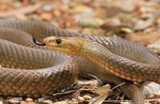 Young girl dies after snake bite in Australia