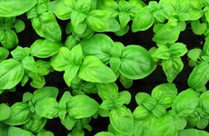 One of Google's secret projects was to build automated vertical farms