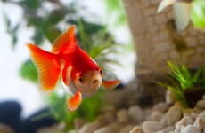 Mother arrested after 'forcing daughter to eat over 30 goldfish as punishment'