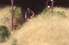 Australians are waking up to the 'hairy panic' of a tumbleweed takeover