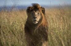 Six lions are roaming around a residential area in Kenya