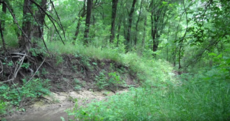 Can you spot the armed camouflaged marine watching you from the trees?