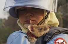 Photos: Clever rats sniffing out Cambodia's vast minefields